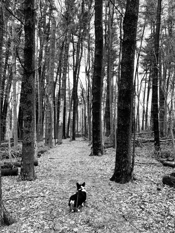 power of solitude, dog on train through forest alone