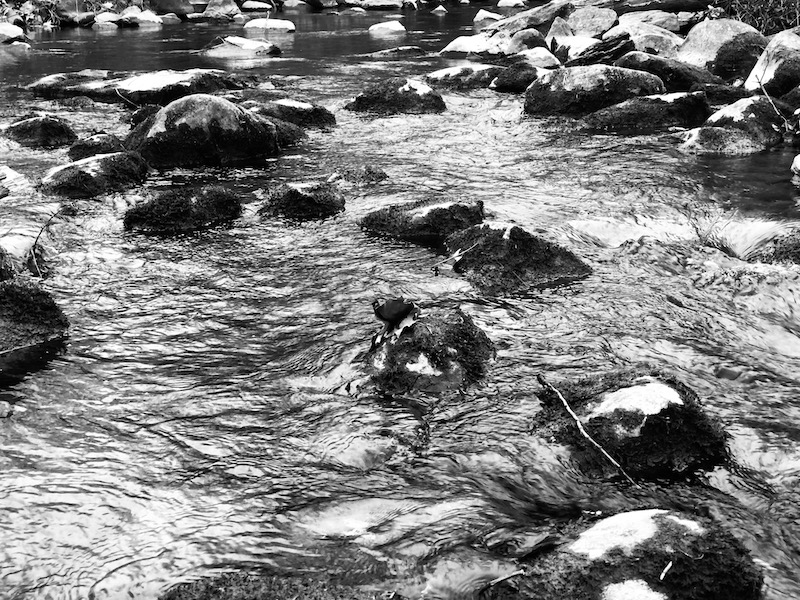 Starting to Share the Next Set of Natural Laws ZingTrain