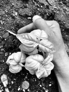 Another Deep Look at How We Can Continue to Enhance Our Cultural Soils – hand holding basil plant