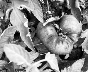 black and white photo of a tomato plant