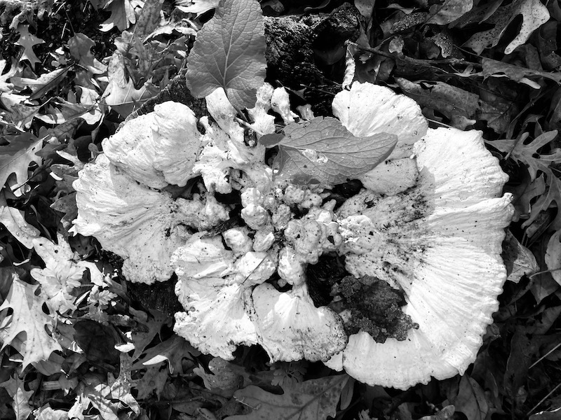 The Magic of Mushrooms in Our Ecosystems - ZingTrain